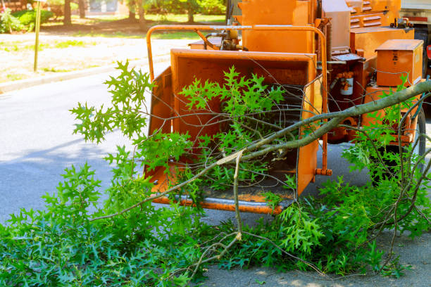 Best Tree Cutting Near Me  in Cushing, OK